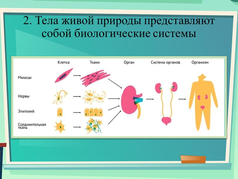 Тела живой природы представляют собой биологические системы