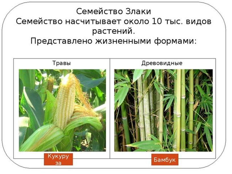 Сравнительная анатомия однолетних растении