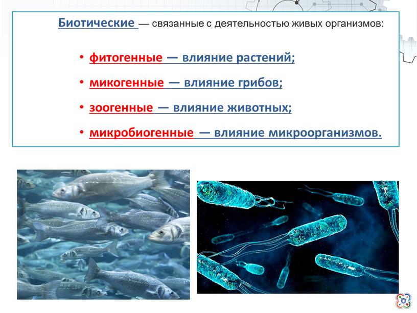 Биотические — связанные с деятельностью живых организмов: фитогенные — влияние растений; микогенные — влияние грибов; зоогенные — влияние животных; микробиогенные — влияние микроорганизмов