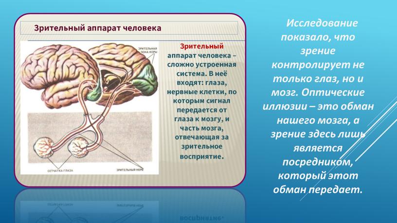 Исследование показало, что зрение контролирует не только глаз, но и мозг