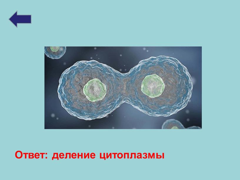 Ответ: деление цитоплазмы