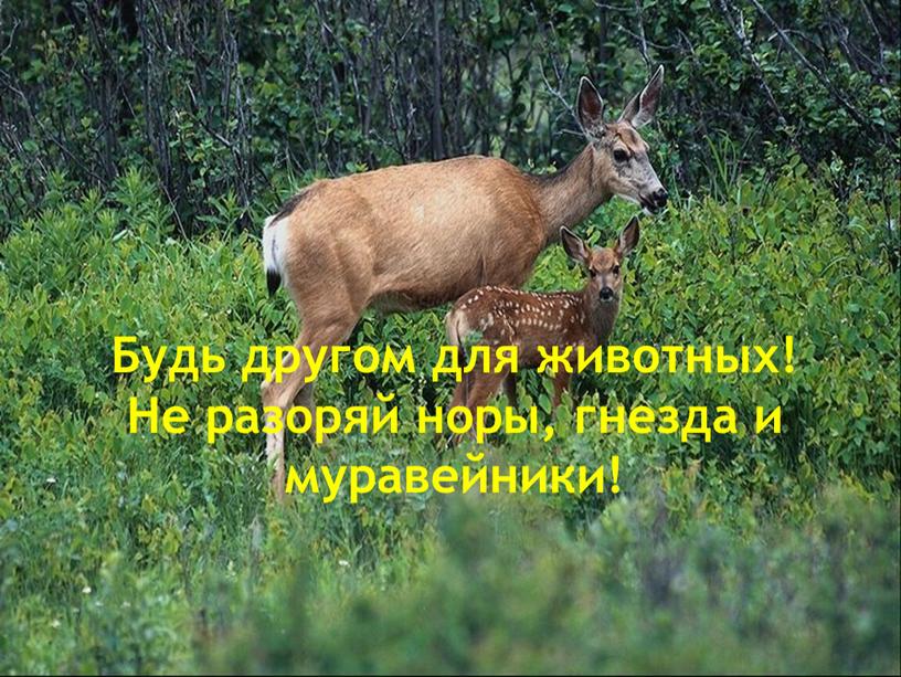 Будь другом для животных! Не разоряй норы, гнезда и муравейники!