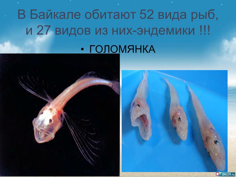 В Байкале обитают 52 вида рыб, и 27 видов из них-эндемики !!!