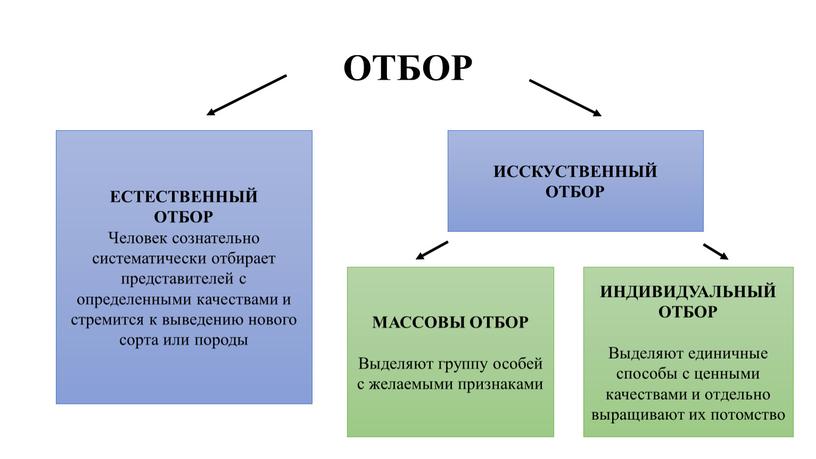 ОТБОР ЕСТЕСТВЕННЫЙ ОТБОР Человек сознательно систематически отбирает представителей с определенными качествами и стремится к выведению нового сорта или породы