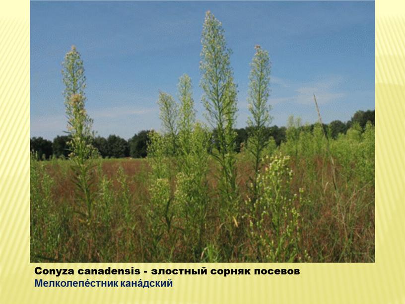 Conyza canadensis - злостный сорняк посевов