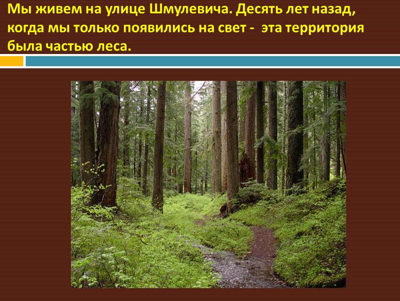 Мы живем на улице Шмулевича. Десять лет назад, когда мы только появились на свет - эта территория была частью леса