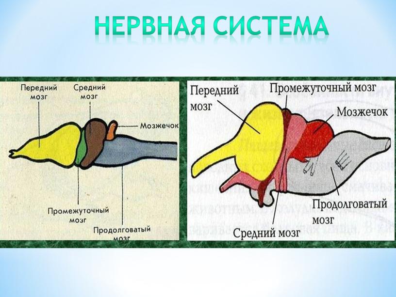 Нервная система