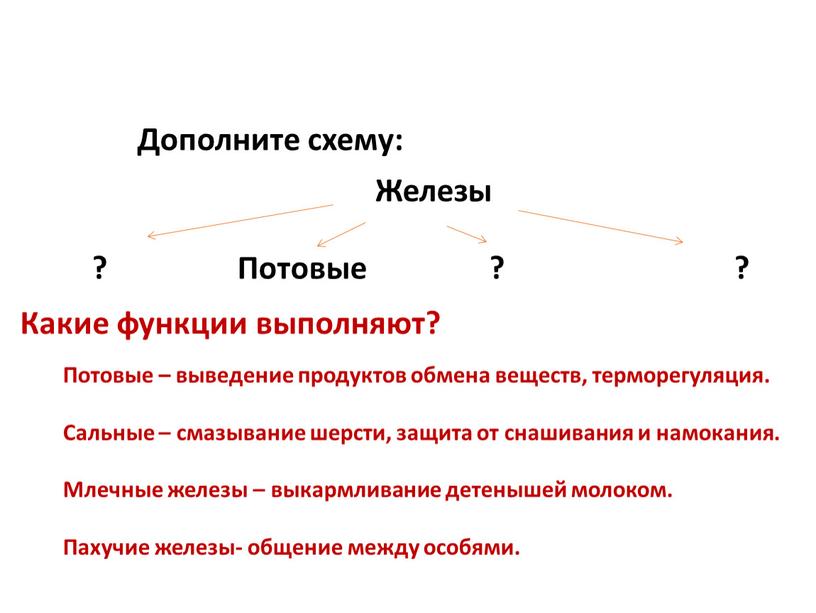 Дополните схему: Железы ?