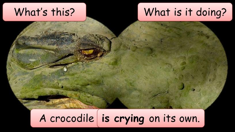 What’s this? A crocodile What is it doing? is crying on its own