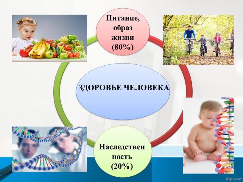 Питание, образ жизни (80%) ЗДОРОВЬЕ