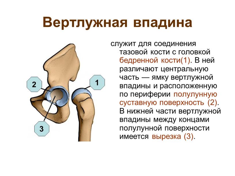 Вертлужная впадина служит для соединения тазовой кости с головкой бедренной кости(1)