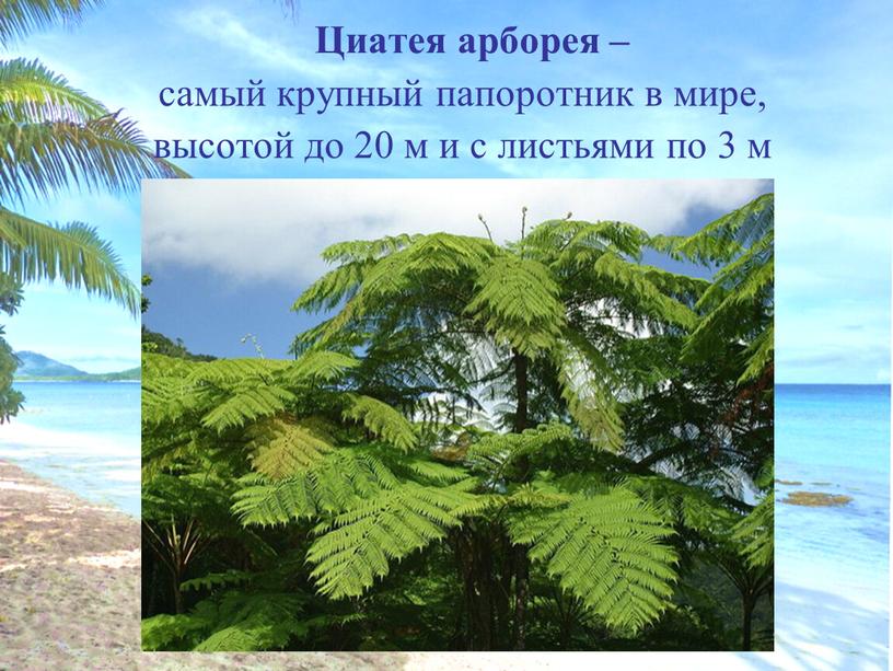 Циатея арборея – самый крупный папоротник в мире, высотой до 20 м и с листьями по 3 м