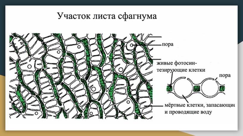 Ботаника. Водоросли. Споровые растения.