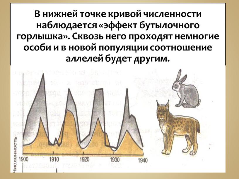 В нижней точке кривой численности наблюдается «эффект бутылочного горлышка»