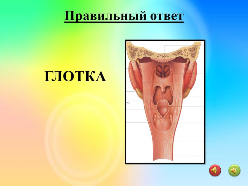 ГЛОТКА Правильный ответ