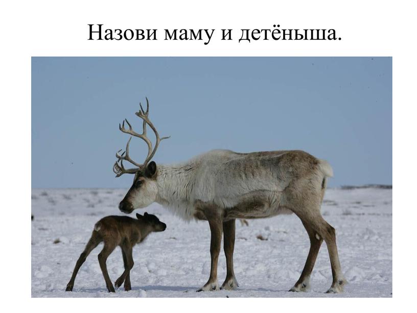 Назови маму и детёныша.