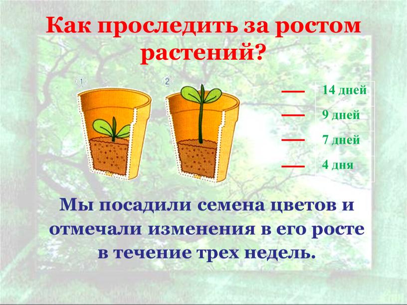 Как проследить за ростом растений?