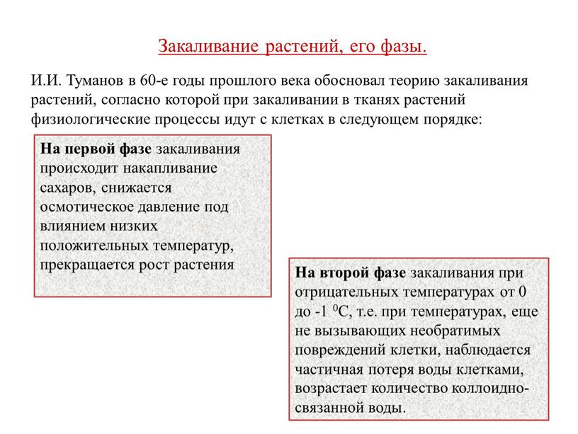 На второй фазе закаливания при отрицательных температурах от 0 до -1 0С, т