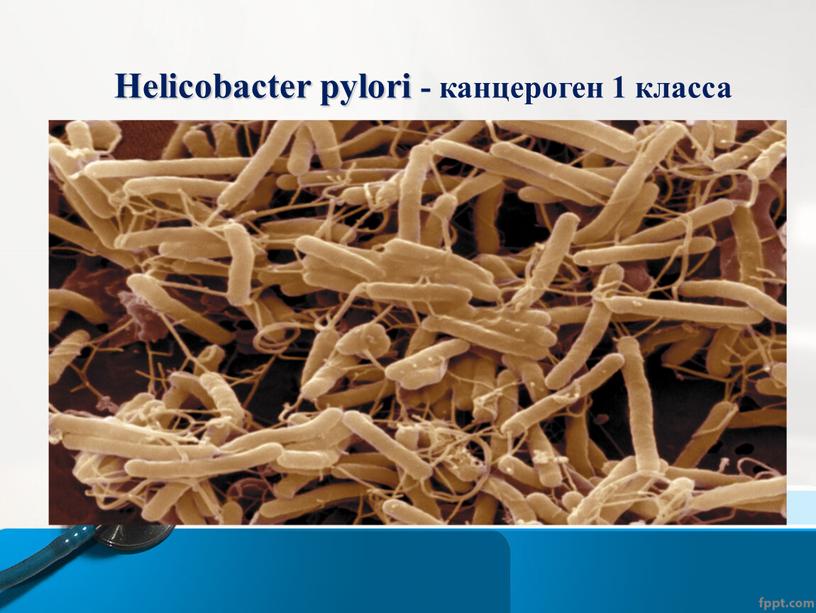 Helicobacter pylori - канцероген 1 класса