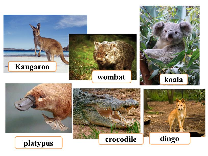 Kangaroo wombat koala dingo crocodile platypus