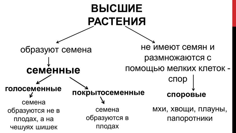 ВЫСШИЕ РАСТЕНИЯ образуют семена семенные споровые не имеют семян и размножаются с помощью мелких клеток - спор мхи, хвощи, плауны, папоротники голосеменные покрытосеменные семена образуются…