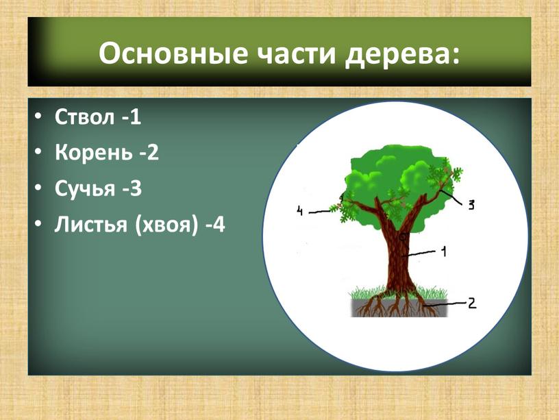 Основные части дерева: Ствол -1