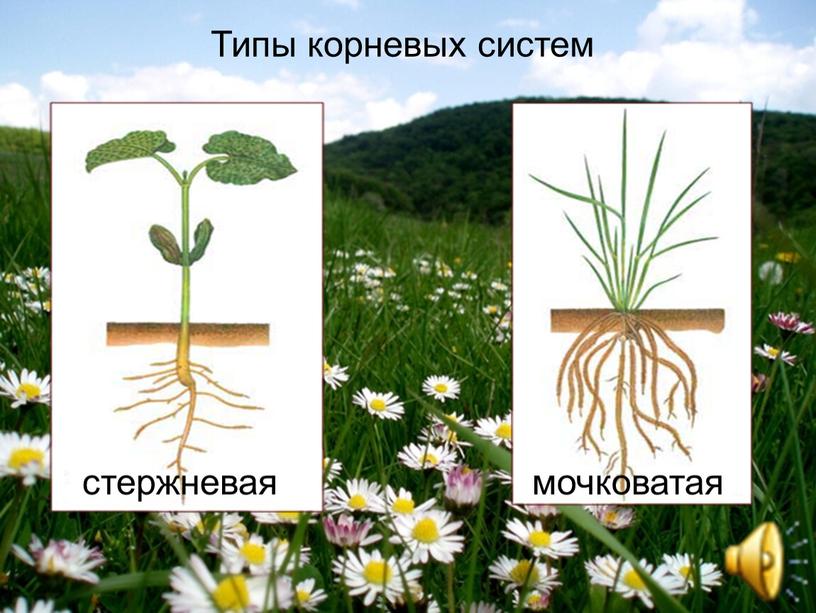 стержневая мочковатая Типы корневых систем