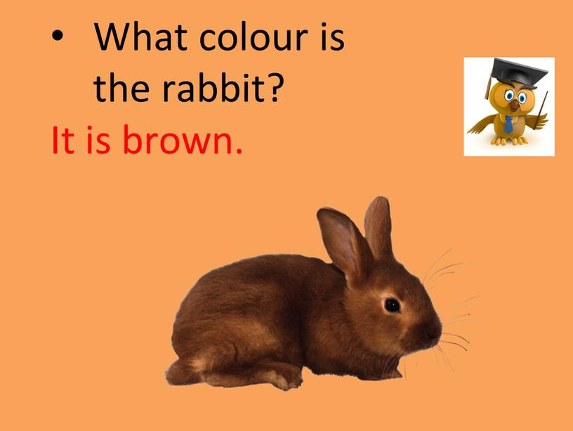 What colour is the rabbit? It is brown