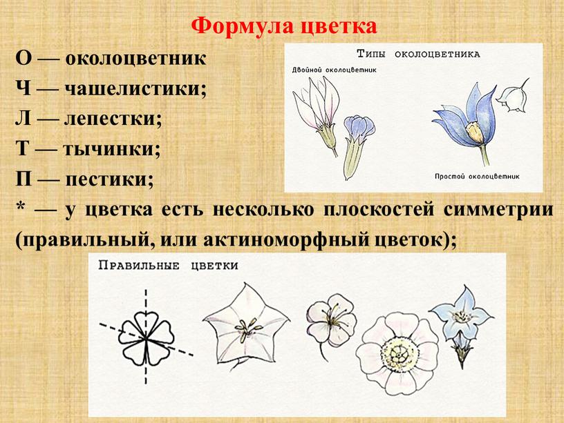 Формула цветка О — околоцветник