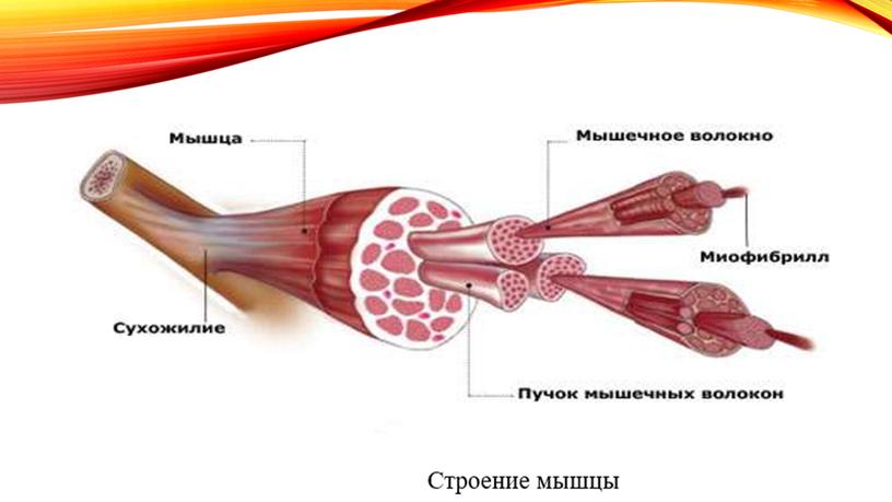 Мышечная система позвоночных