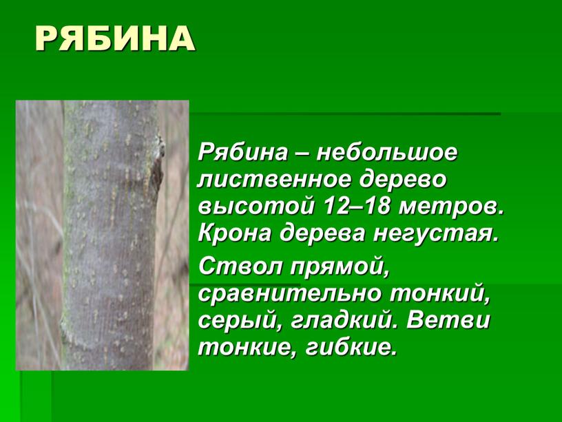 РЯБИНА Рябина – небольшое лиственное дерево высотой 12–18 метров