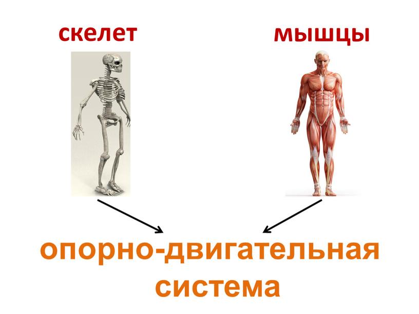 скелет опорно-двигательная система мышцы