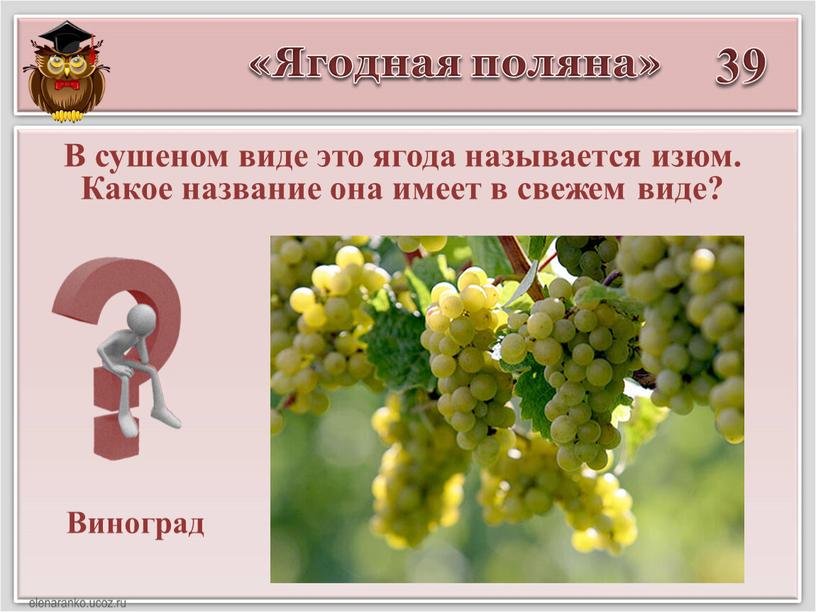 Ягодная поляна» 39 Виноград В сушеном виде это ягода называется изюм