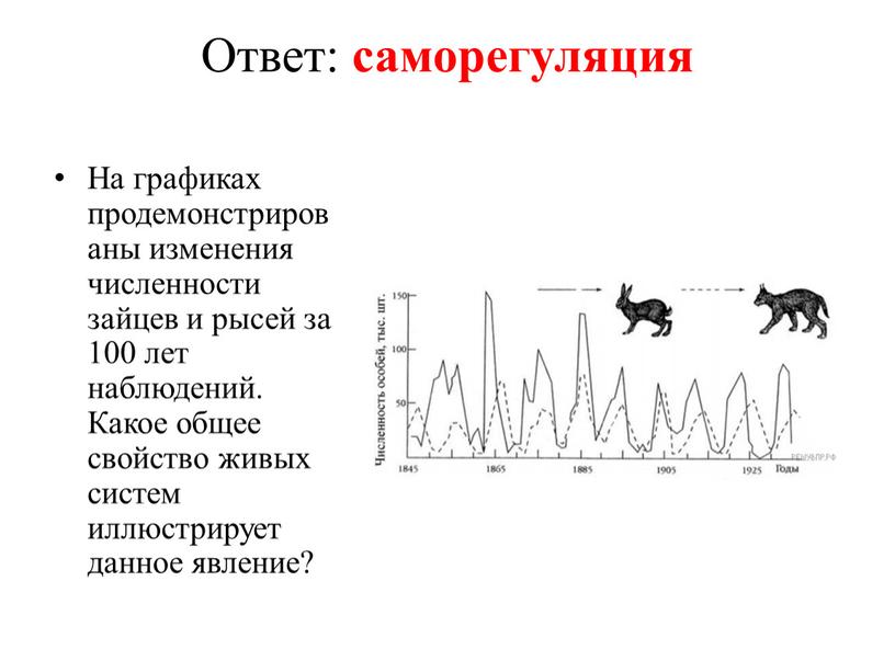 Ответ: саморегуляция На графиках продемонстрированы изменения численности зайцев и рысей за 100 лет наблюдений