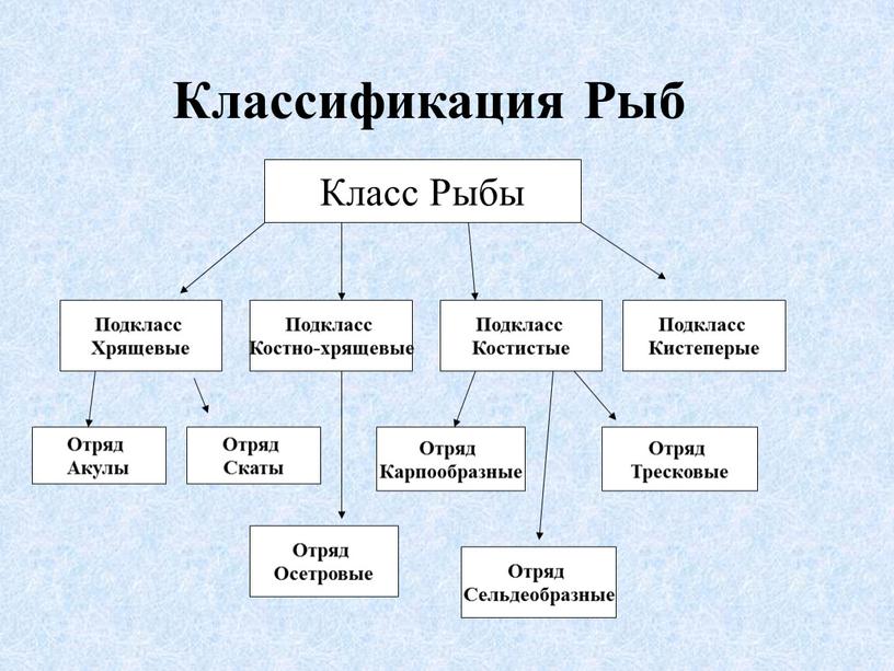 Классификация Рыб Класс Рыбы Подкласс