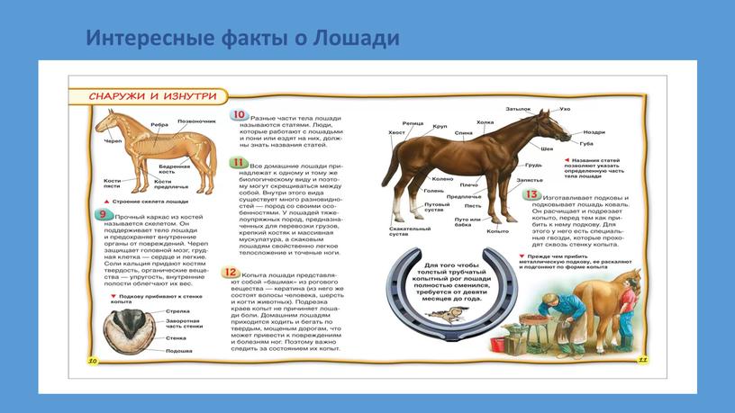 Интересные факты о Лошади