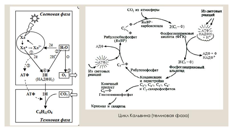 Цикл Кальвина (темновая фаза)