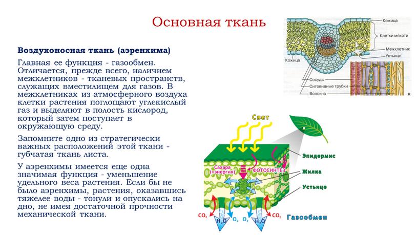 Основная ткань Воздухоносная ткань (аэренхима)