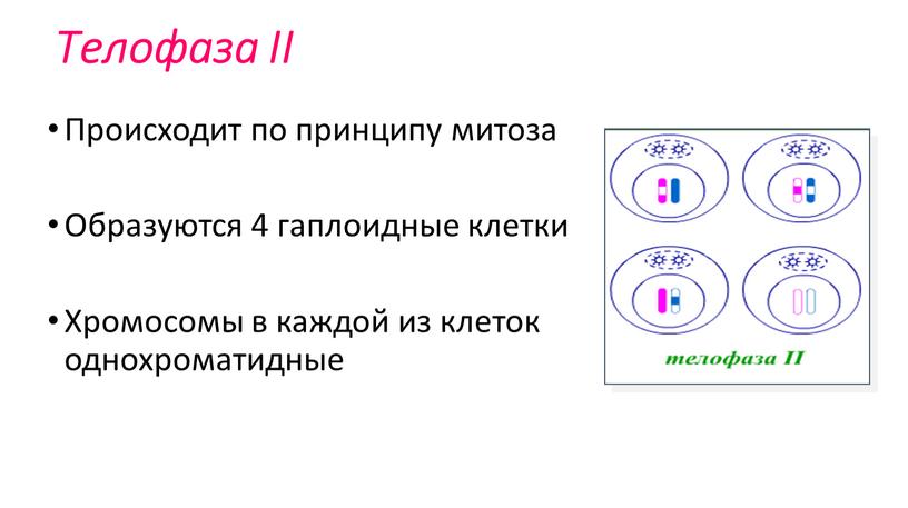 Телофаза II Происходит по принципу митоза