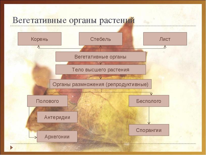 Царства растений