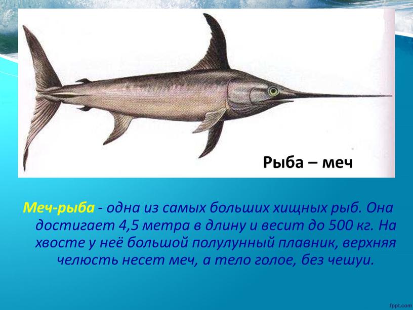 Меч-рыба - одна из самых больших хищных рыб