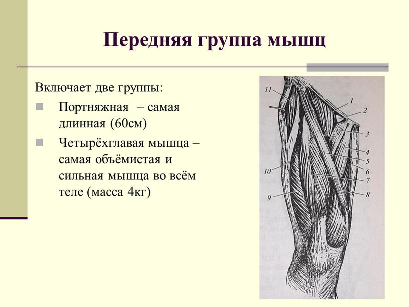 Передняя группа мышц Включает две группы: