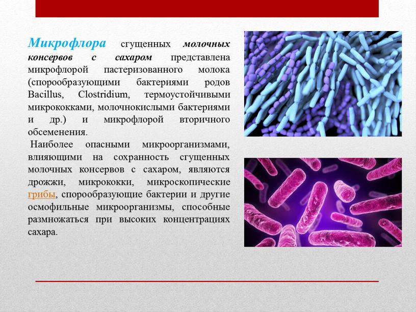 Микрофлора сгущенных молочных консервов с сахаром представлена микрофлорой пастеризованного молока (спорообразующими бактериями родов