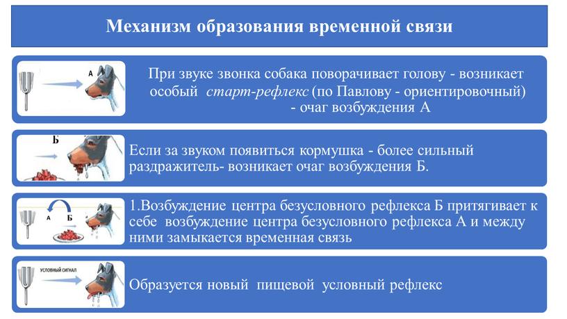 Механизм образования временной связи