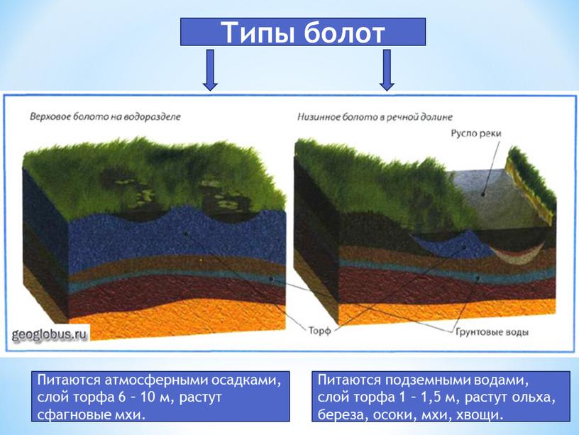 Типы болот Питаются атмосферными осадками, слой торфа 6 – 10 м, растут сфагновые мхи