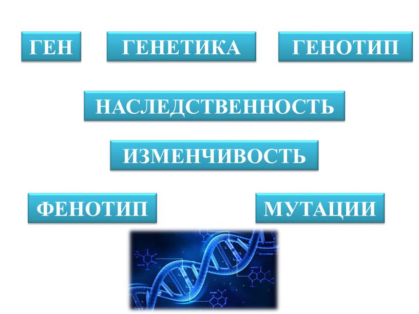 ГЕН ГЕНЕТИКА ГЕНОТИП НАСЛЕДСТВЕННОСТЬ