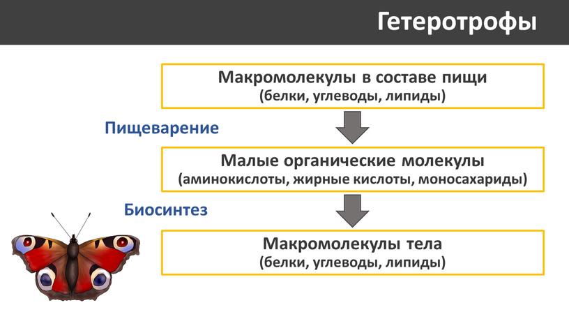 Гетеротрофы Макромолекулы в составе пищи (белки, углеводы, липиды)