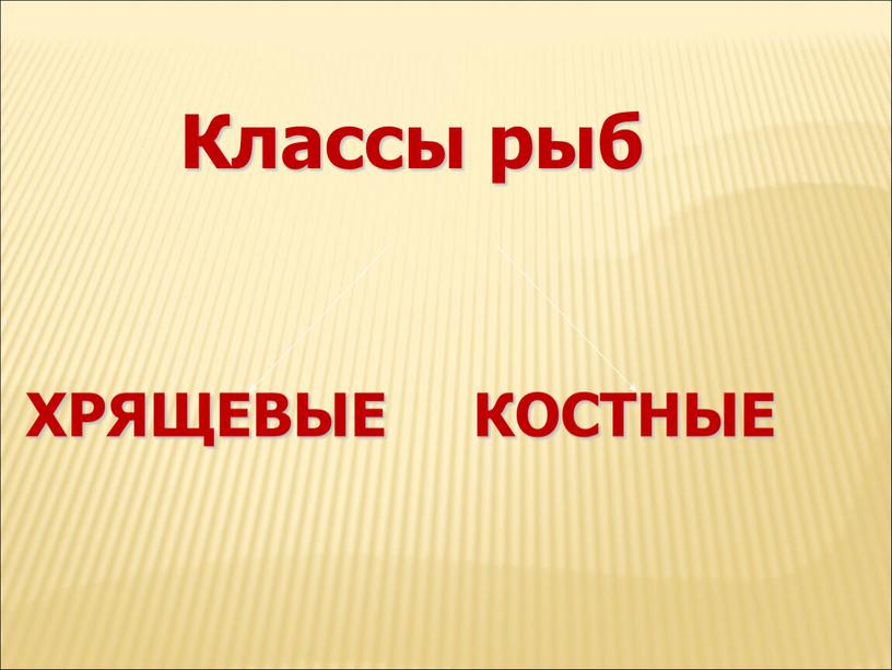 Классы рыб ХРЯЩЕВЫЕ КОСТНЫЕ