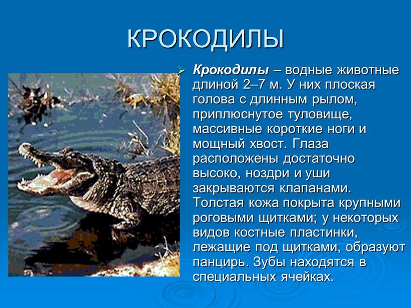 КРОКОДИЛЫ Крокодилы – водные животные длиной 2–7 м