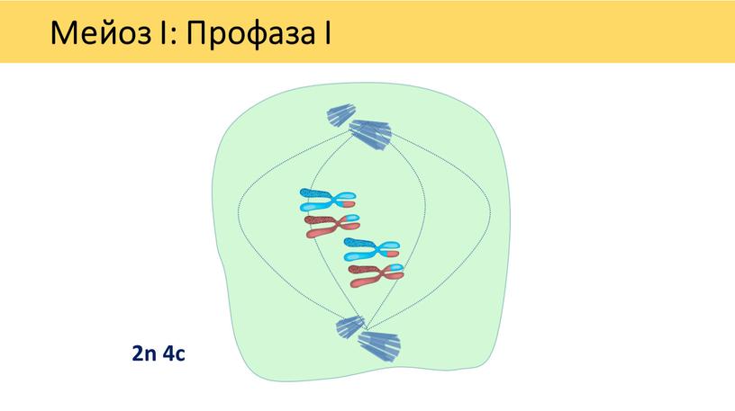 Мейоз I: Профаза I 2n 4c